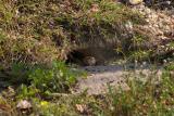 burrowing owlets. peering from the nest hole