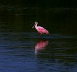 roseate spoonbill. and reflection