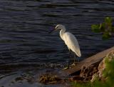 snowy egret. number one