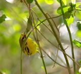 prairie warbler. number two