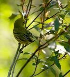 prairie warbler. number one