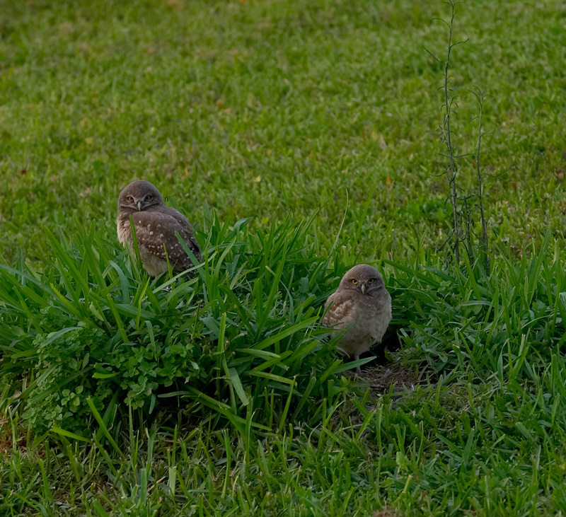 burrowing owls. two chicks