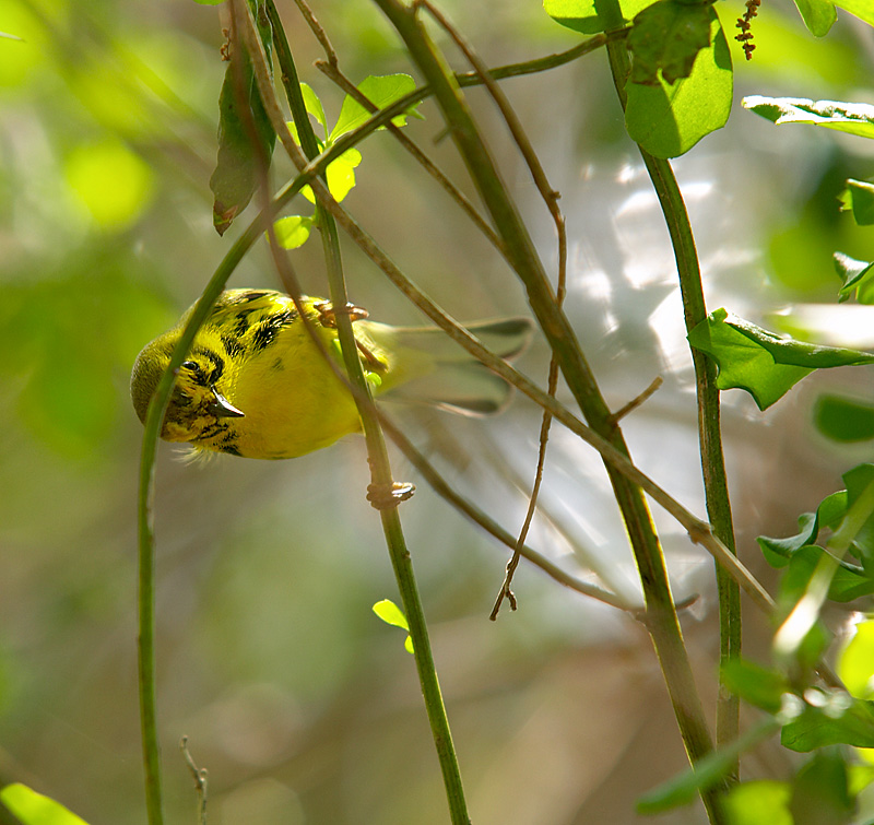 prairie warbler, number three
