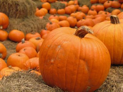 pumpkinpatch.jpg