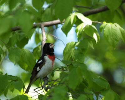 Rose Breasted Gross Beak