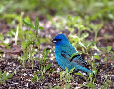 Indigo Bunting