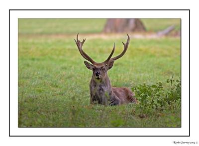 Deer at Studley Royal park