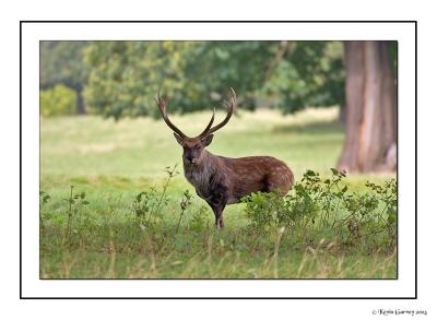 Deer at Studley Royal park