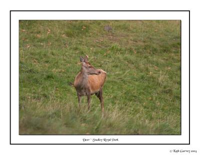 Deer at Studley Royal park