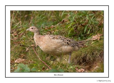 Hen Pheasant