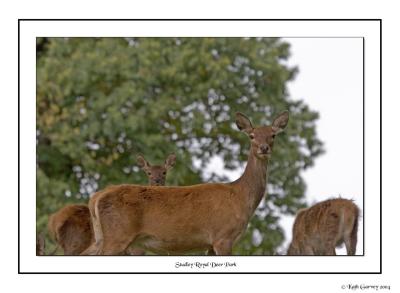 Studley Royal park