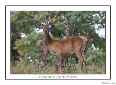 Deer at Studley Royal park