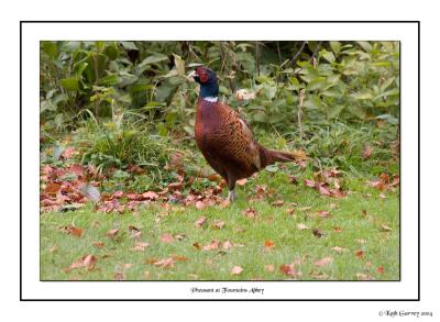 Pheasant