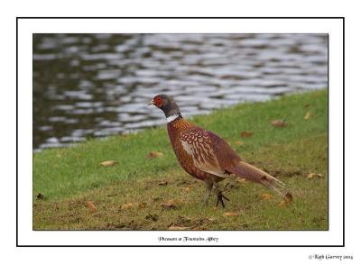 Pheasant