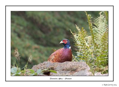 Pheasant