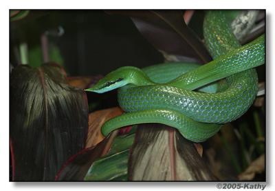 Green Tree Snake.jpg