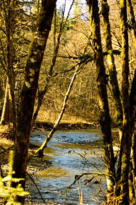 Gales Creek