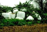 0401005 Forgotten Silage
