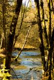 Gales Creek