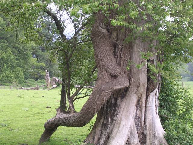 040514 Old Tree