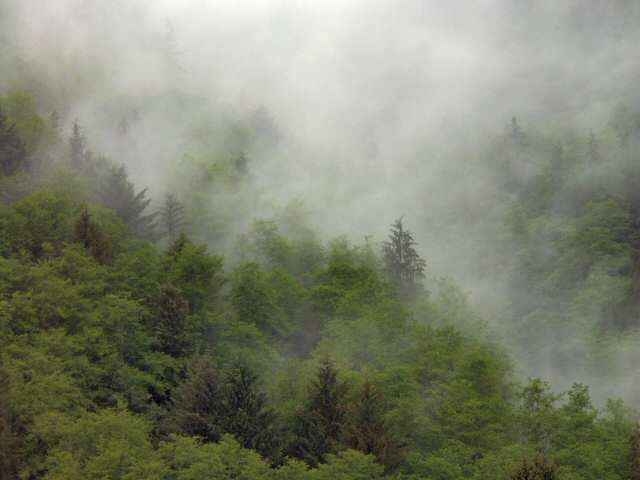 040522 Rain Forset