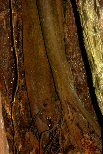 040912 Trees Within Tree