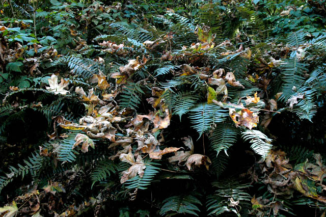 040907 Scattered Leaves