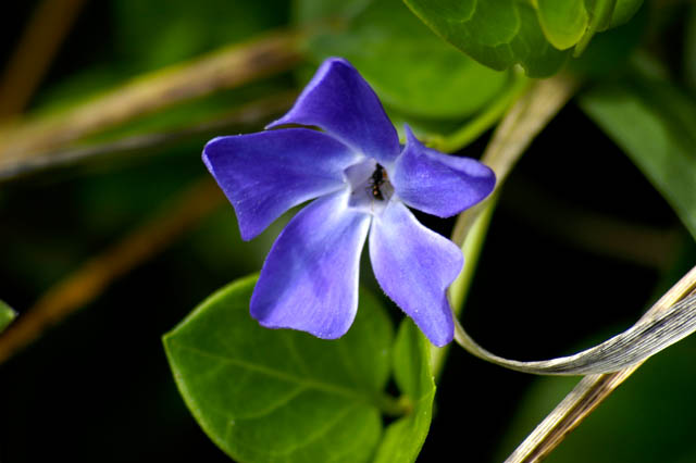 040910 Ground Cover