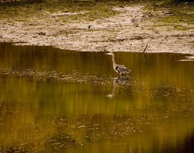 0401003 Wading