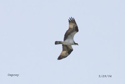 Trespassing  Osprey  7789