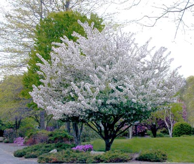 Just a Tree   0475