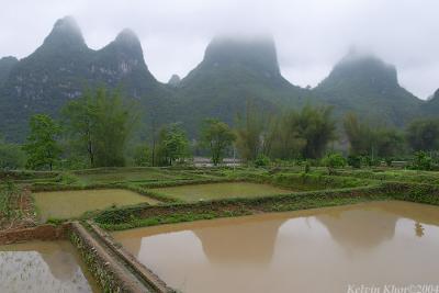 Rice Field near LiJiang River