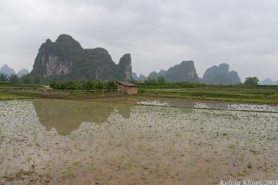 Rice Field at YuLong