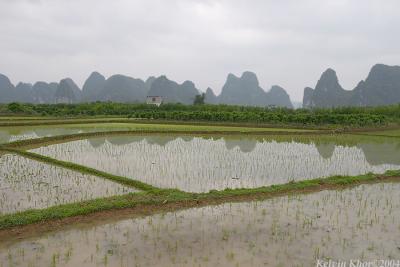 Rice Field at YuLong