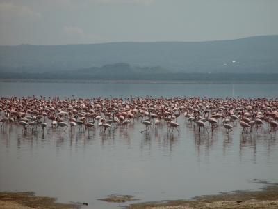Kenya 0404.jpg