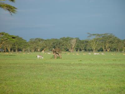 Kenya 0512.jpg