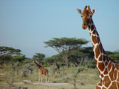 Kenya 0712.jpg