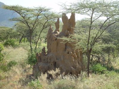 Kenya 0802.jpg