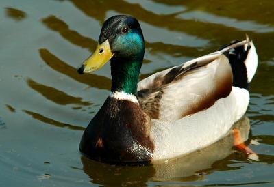 Duck  1574