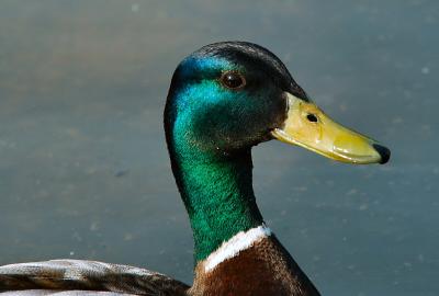 Duck   1588