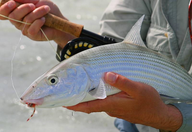 Cayo Coco, Cuba