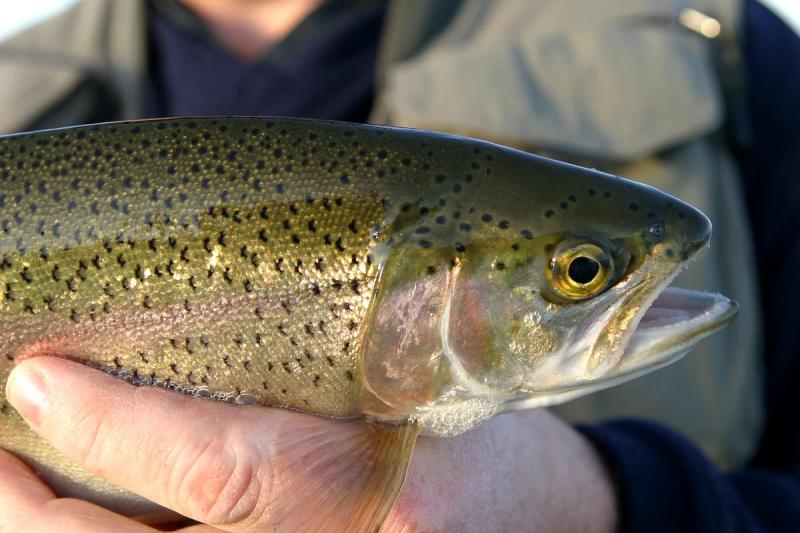 Dickson Trout Pond