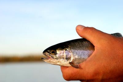 Dickson Trout Pond