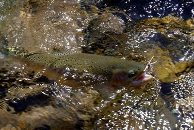 Elk Valley Trip, July 2003