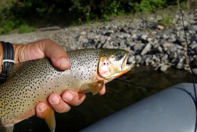 Elk Valley Trip, July 2003