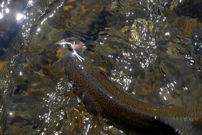 Elk Valley Trip, July 2003