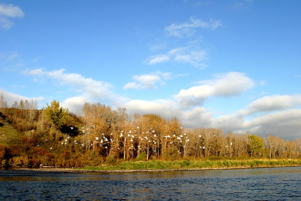 Bow River