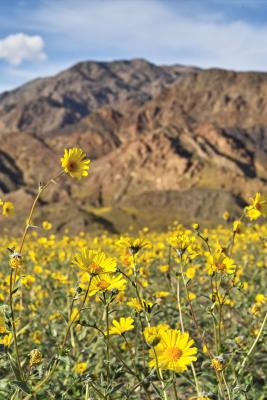 Death Valley 2005 - Wildflowers