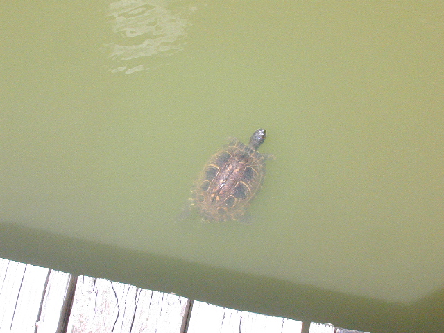 Turtle