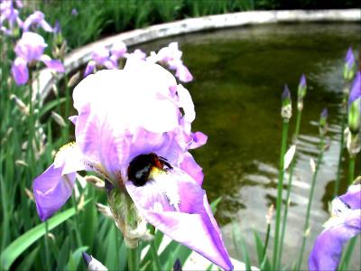 In The Garden